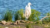 jezero little-egret-2591578 1280